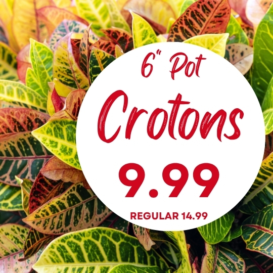 Close-up of colorful croton leaves with a sign reading “6′’ Pot Crotons 9.99 Regular 14.99” in red text.