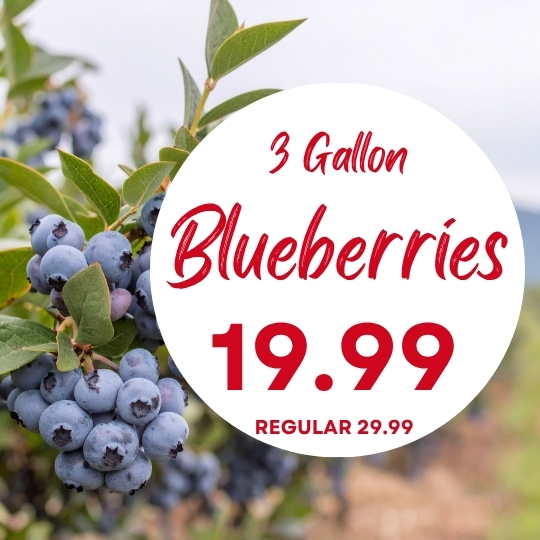 Close-up of blueberries on a bush with text: “3 Gallon Blueberries 19.99, Regular 29.99” in red on a white circle.