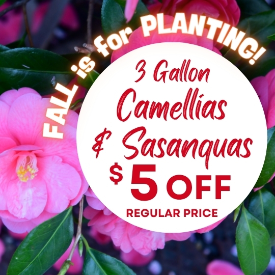 Advertisement for $5 off 3-gallon camellias and sasanquas, featuring the text “Fall is for planting!” over an image of pink camellia flowers.