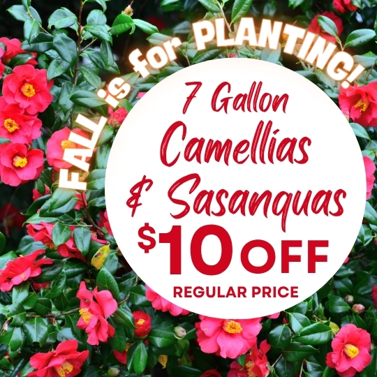 Text overlay on a background of camellia flowers advertising 7-gallon camellias and sasanquas for $10 off regular price.