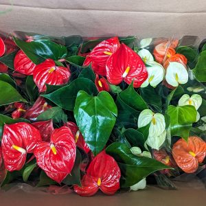 Anthurium New Stock