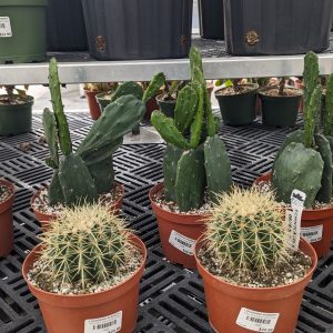 Assorted Cacti