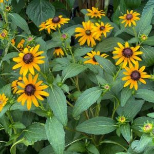 Black-eyed Susan