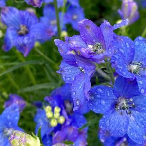 Delphinium