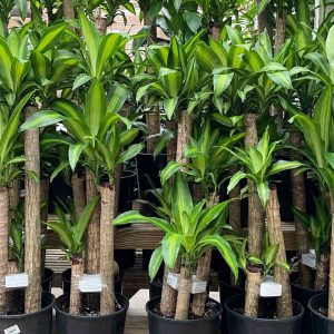 Corn Plant - LA Nursery