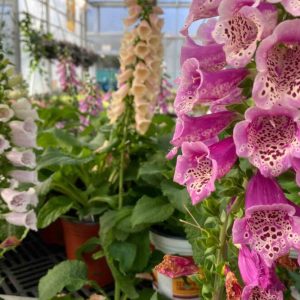 Foxgloves