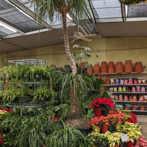 Giant Pony Tail Palm Tree Wrapped in Christmas Lights