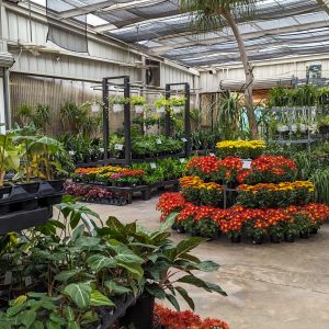 Greenhouse full of Houseplants