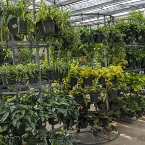 Houseplant Hanging Baskets