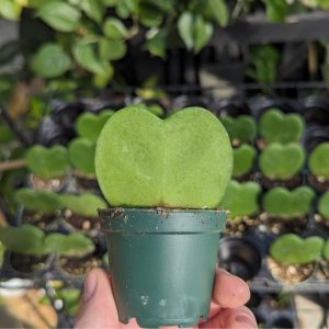 Hoya Heart