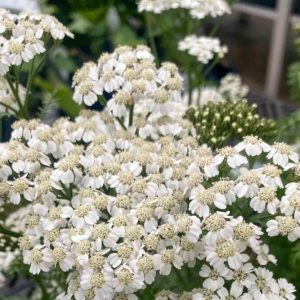 Alyssum