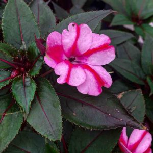 Impatiens