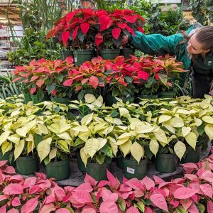 Jessica Foliage House Lead Buyer creating Poinsettia Plant Display