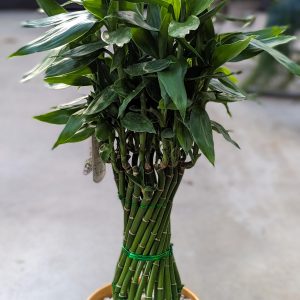 Lucky Bamboo Twist Houseplant