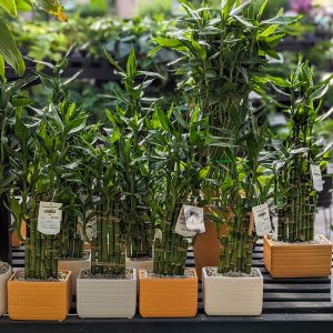 Lucky Bamboo with Pot