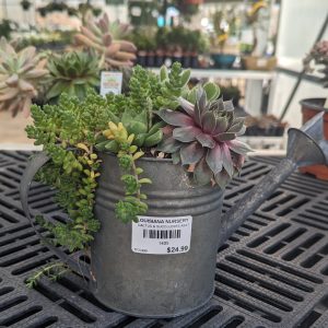 Metal watering pan mixed succulent piece