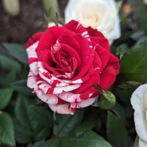Mini Rose Candy Cane Variety