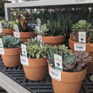 Mixed cacti succulent terra cotta pots