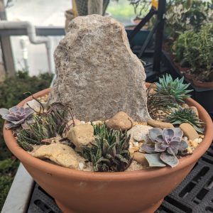 Mixed succulent cacti rock piece