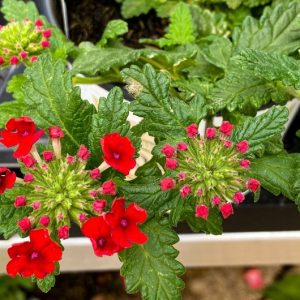 Geraniums