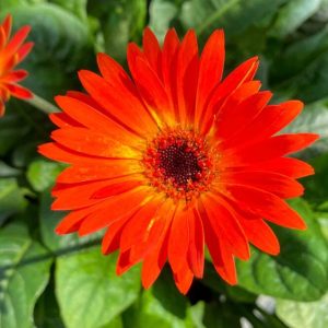Gerbera Daisy