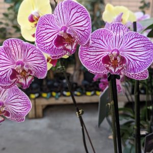 Pink Orchid Flowers