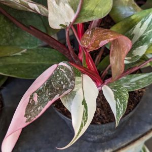 Pink Princess Philodendron Houseplant