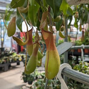 Pitcher Plant