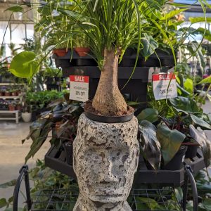 Pony Tail Palm in Pot Head