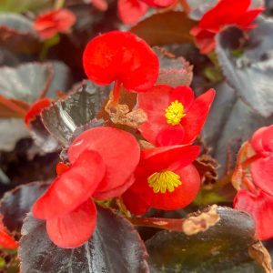 Begonia