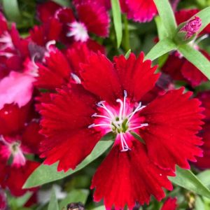 Dianthus