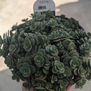 Sedum
