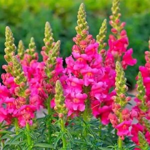 Snap Dragons