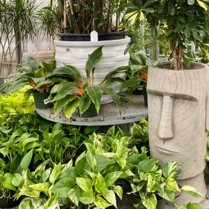 Tropical Foliage Display