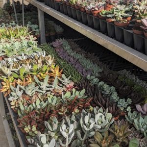 Various assorted succulents