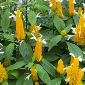 Shrimp Plant