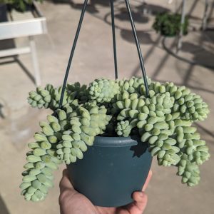 burros tail hanging basket