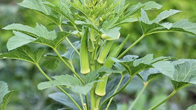 Okra plant with green pods growing in a garden at Louisiana Nursery