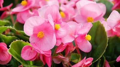 Bright pink begonia flowers blooming among green foliage.