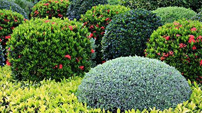 Colorful evergreen shrubs with rounded shapes and red flowers in a landscaped garden at Louisiana Nursery