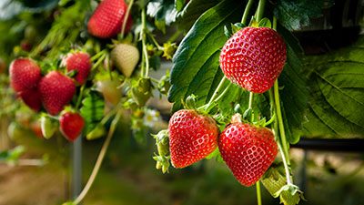 Ripe red strawberries growing on a vine in a garden, ready to harvest.