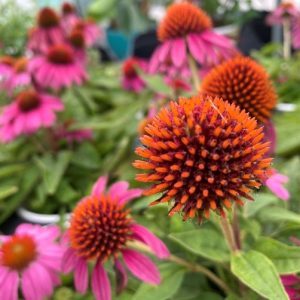 Coneflower