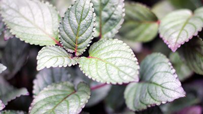 Detailed leaves of an indoor houseplant at Louisiana Nursery