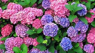 Cluster of vibrant pink, purple, and blue hydrangea flowers in full bloom, surrounded by lush green leaves.