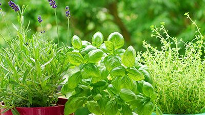 Three pots with fresh green herbs, including basil, thyme, and lavender, growing outdoors against a blurred green background.