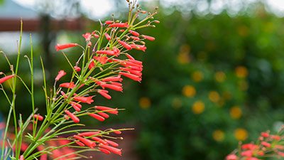 Semi-evergreen plant with red tubular flowers blooming at Louisiana Nursery
