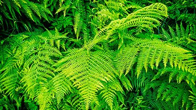 tender evergreen