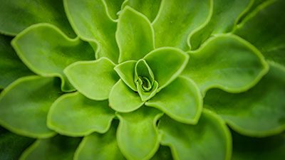Close-up of a green echeveria succulent with layered rosette leaves at Louisiana Nursery