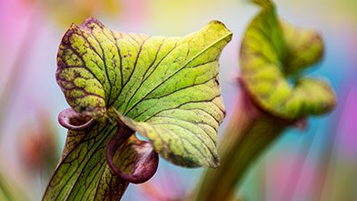 Close-up of a vibrant pitcher plant with green and purple veins, set against a soft, colorful background.